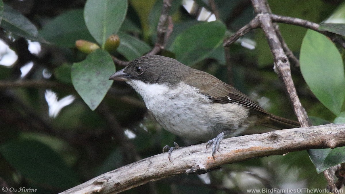 Puerto Rican Tanager - ML428458751