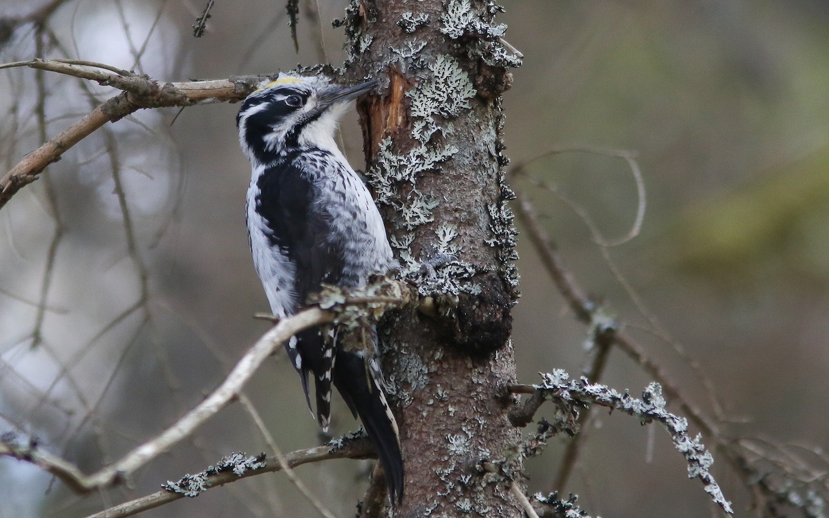 Eurasian Three-toed Woodpecker - ML428460411