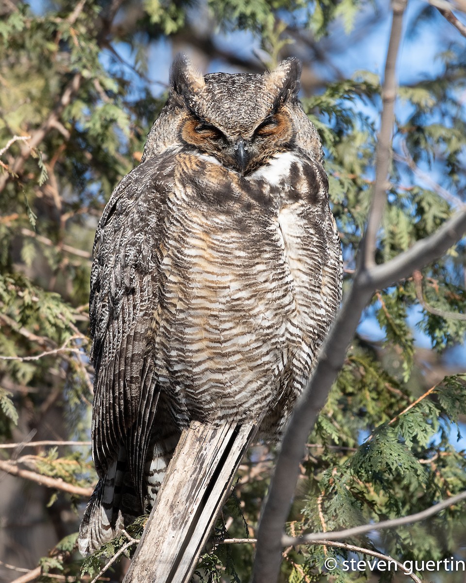 Great Horned Owl - Steven Guertin