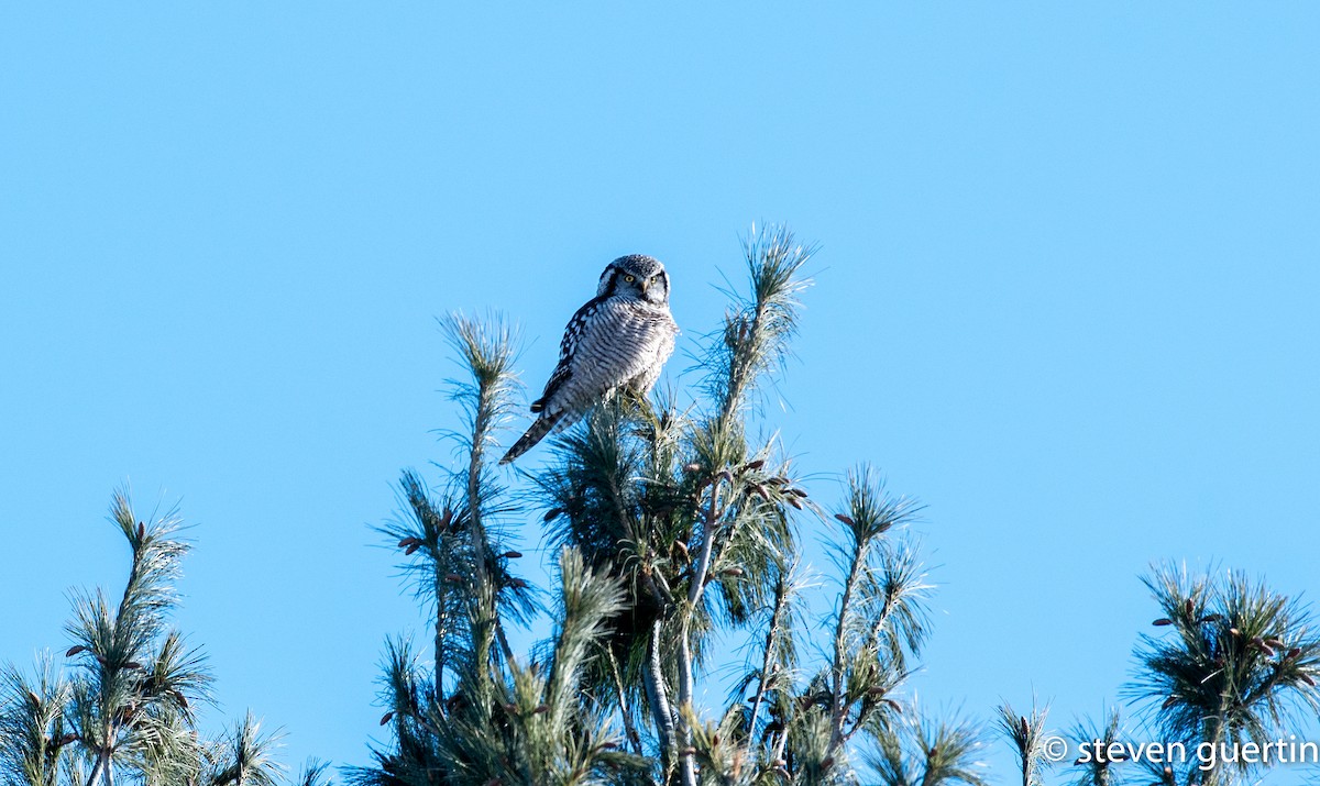 Northern Hawk Owl - ML428461311