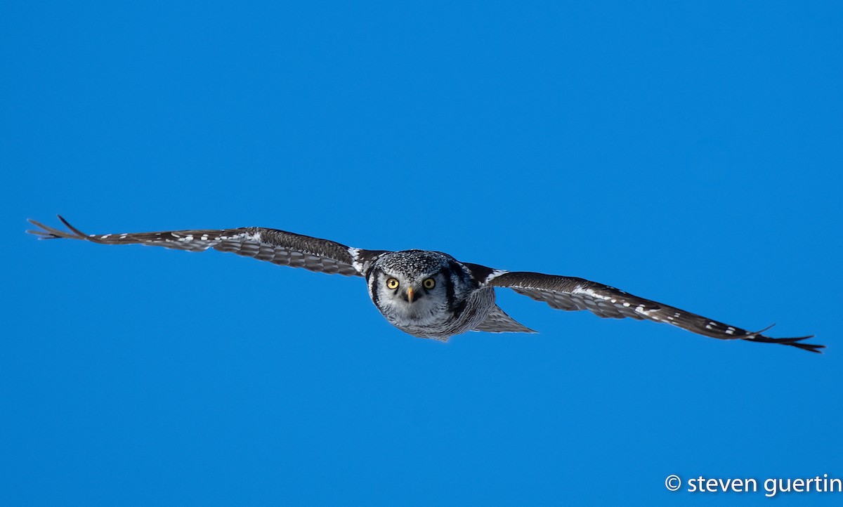Northern Hawk Owl - ML428461671
