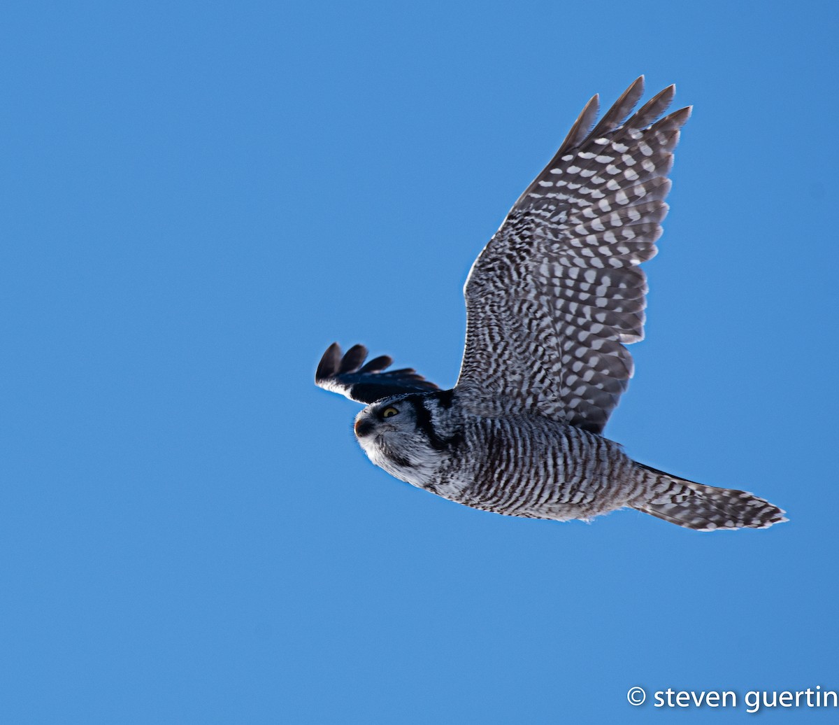 Northern Hawk Owl - ML428461811
