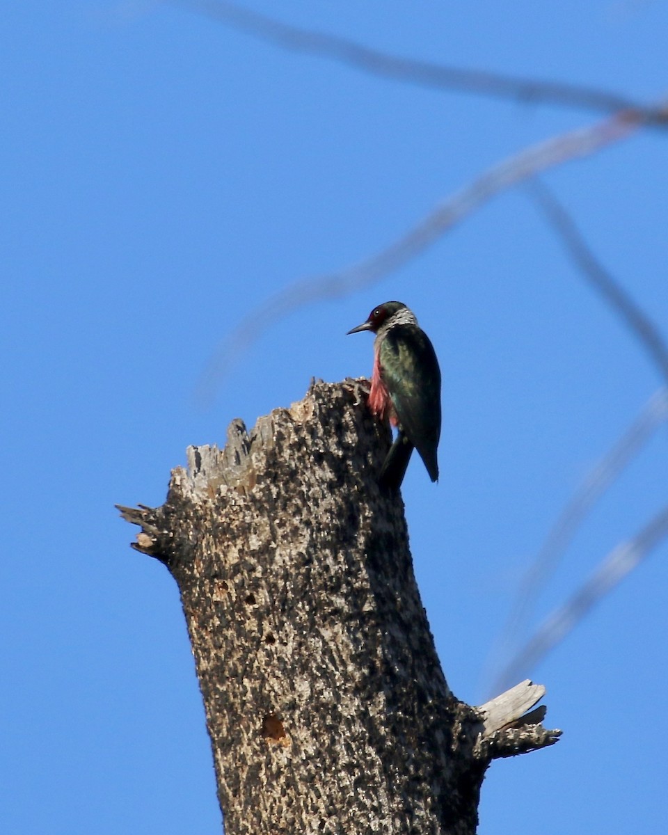 Lewis's Woodpecker - Susan Maclin
