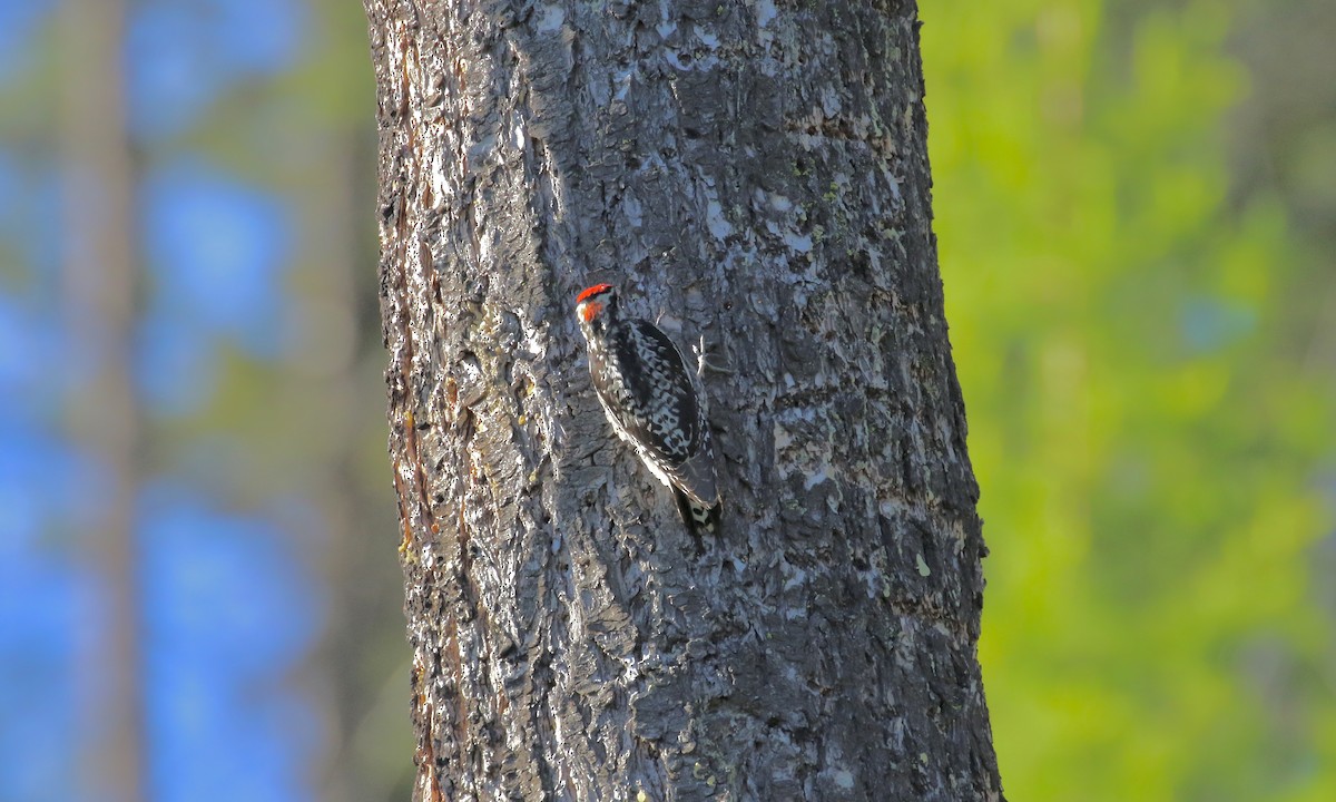 Red-naped Sapsucker - ML428462081