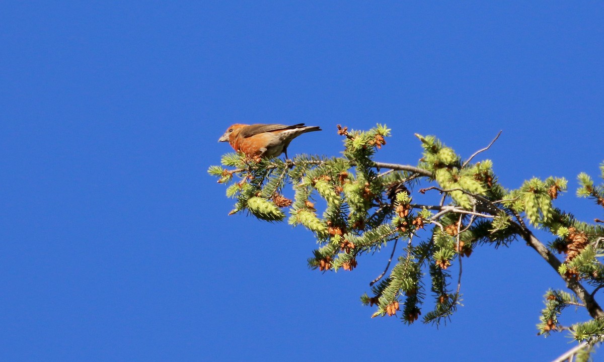 Bec-croisé des sapins - ML428462261