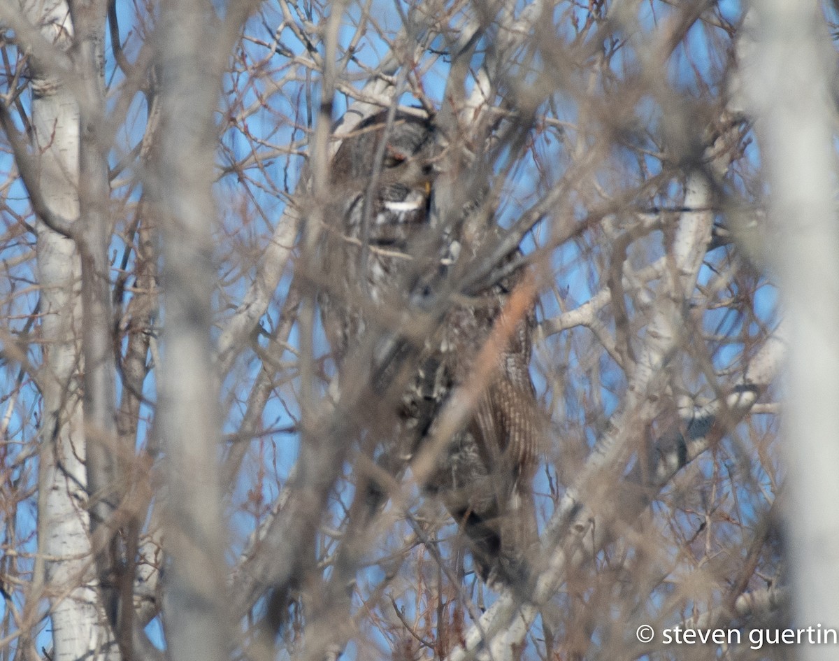 Great Gray Owl - ML428462351