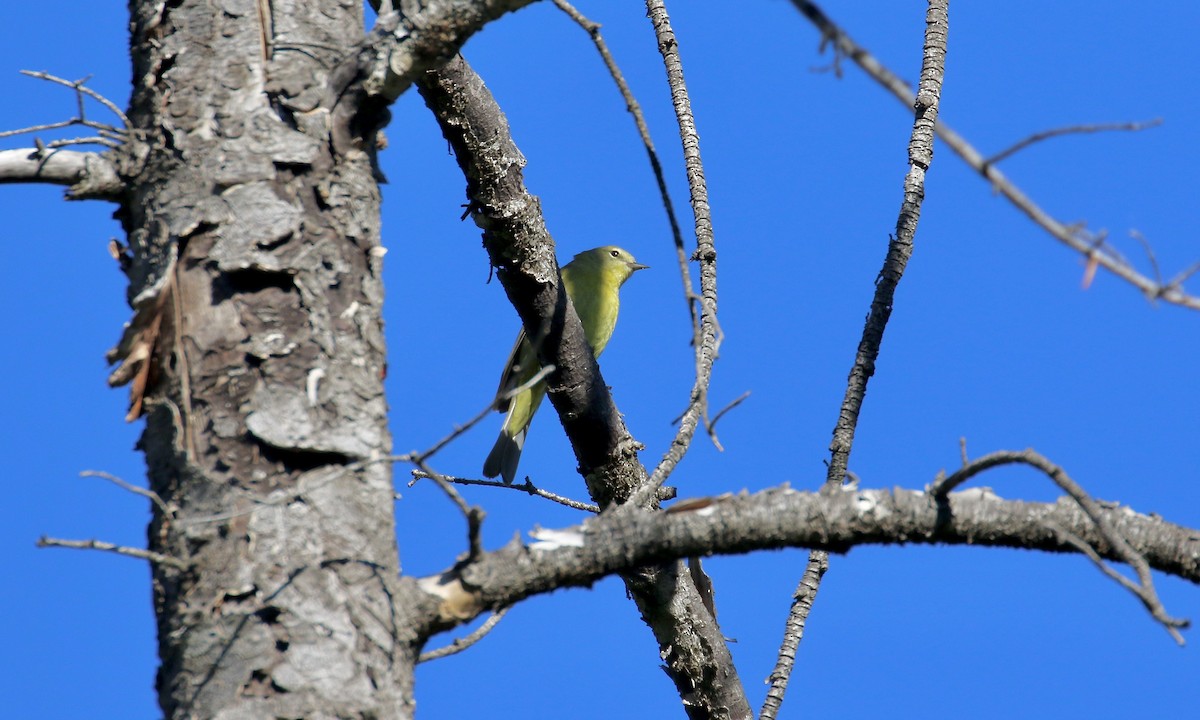 MacGillivray's Warbler - ML428462411