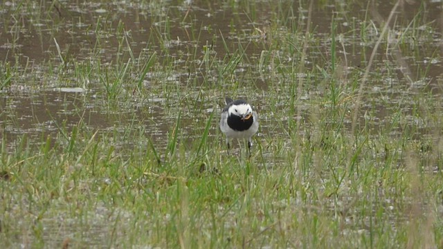 konipas bílý (ssp. yarrellii) - ML428462621