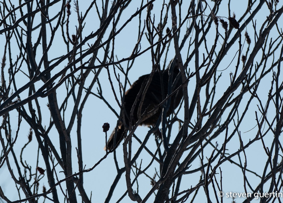 Tacchino selvatico - ML428462641