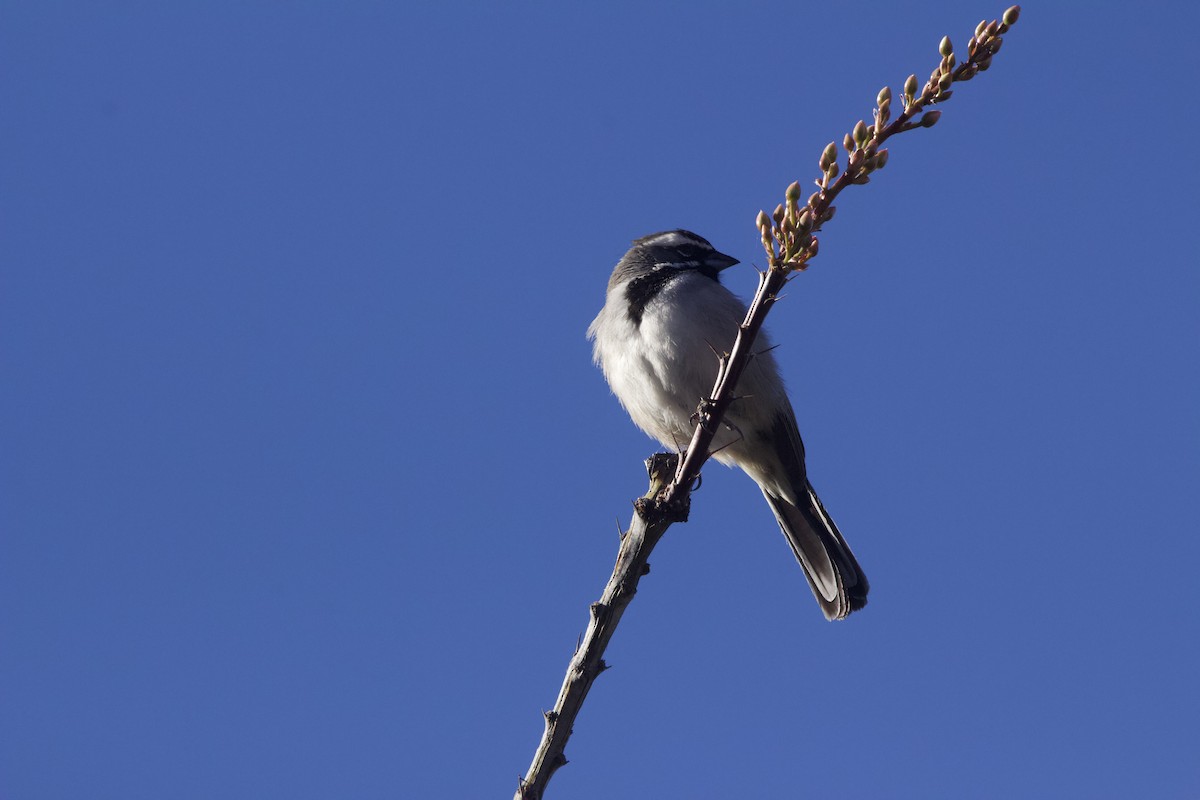 Black-throated Sparrow - Will Keller