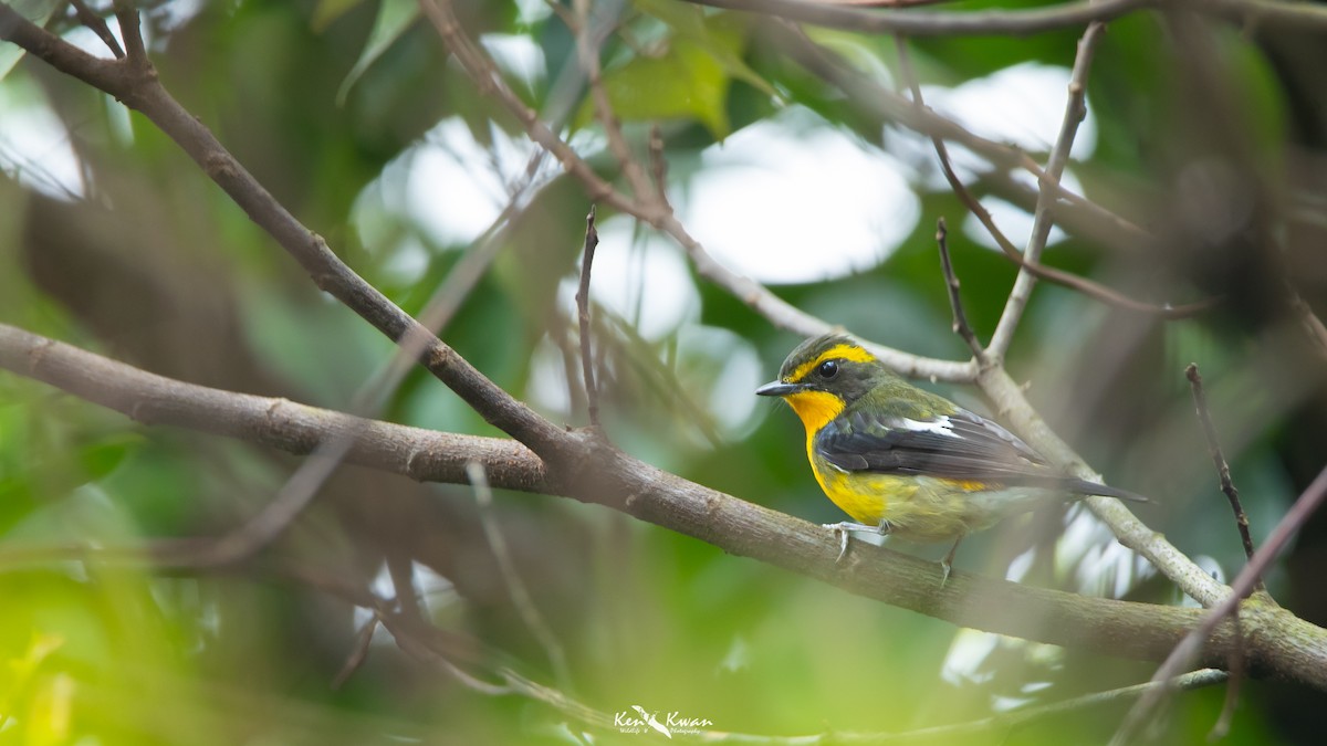 Ryukyu Flycatcher - Ken Kwan