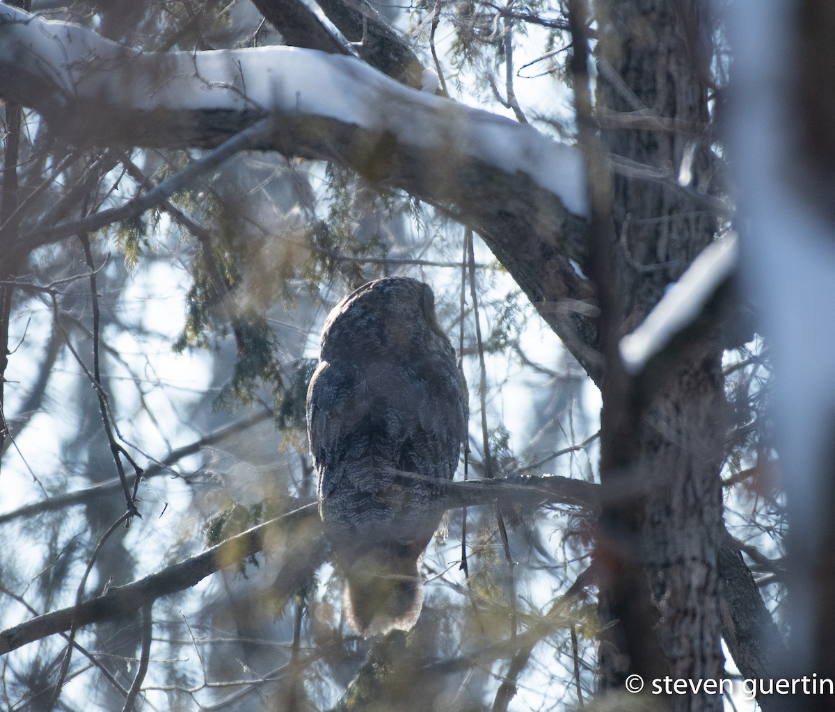 Great Gray Owl - ML428462901