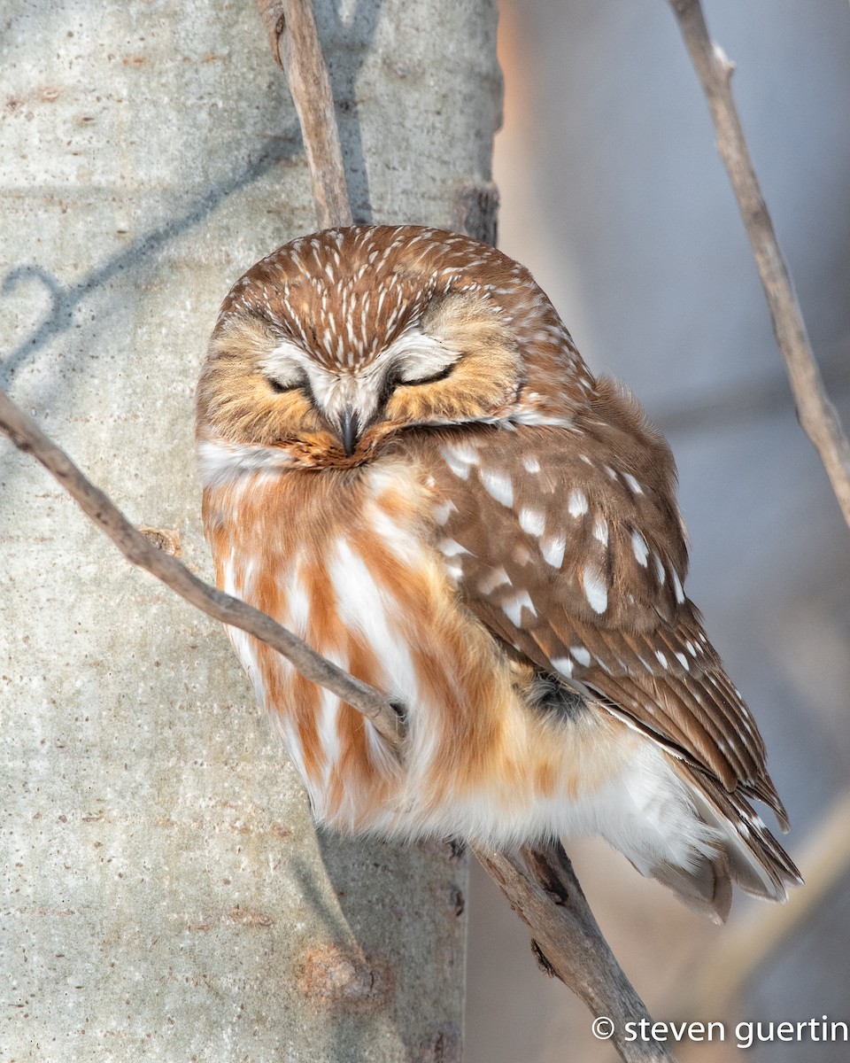 Northern Saw-whet Owl - ML428463231
