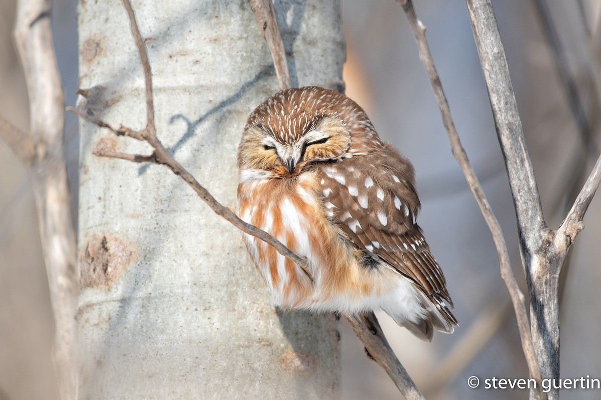 Northern Saw-whet Owl - ML428463661