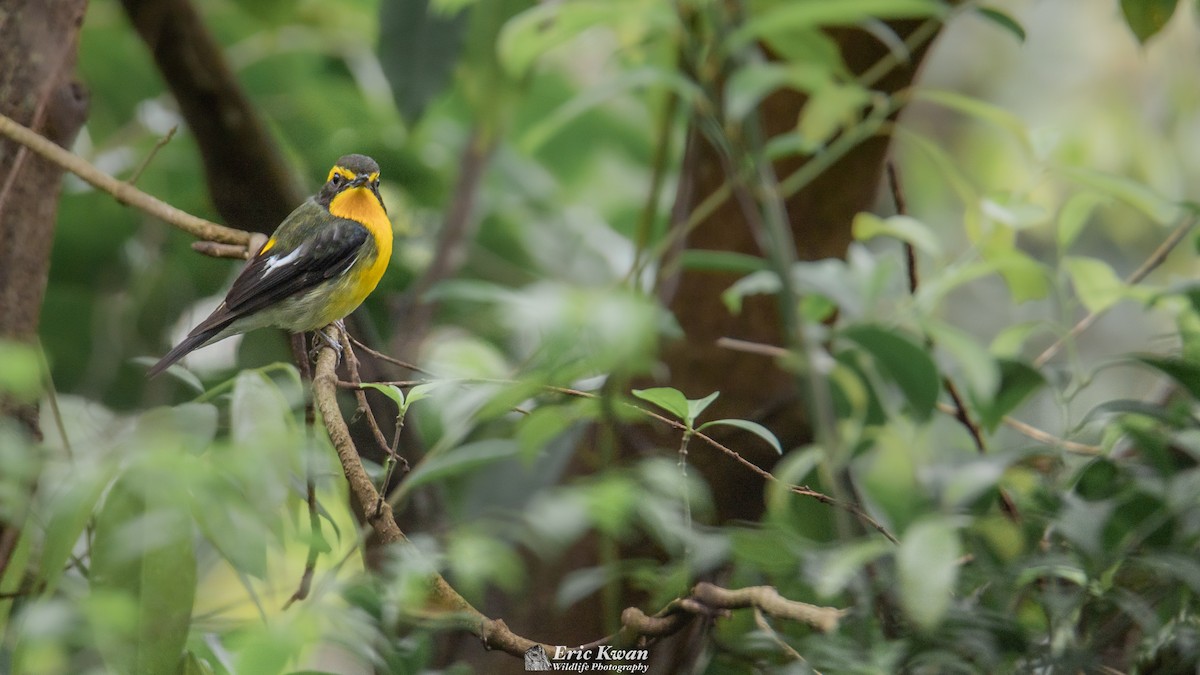 Ryukyu Flycatcher - Eric Kwan