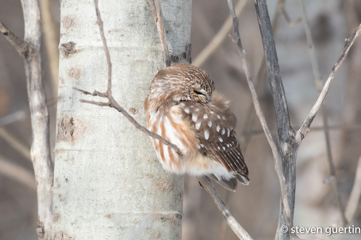 Northern Saw-whet Owl - ML428464071