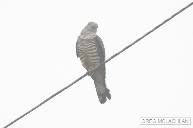 Pacific Baza - Greg McLachlan