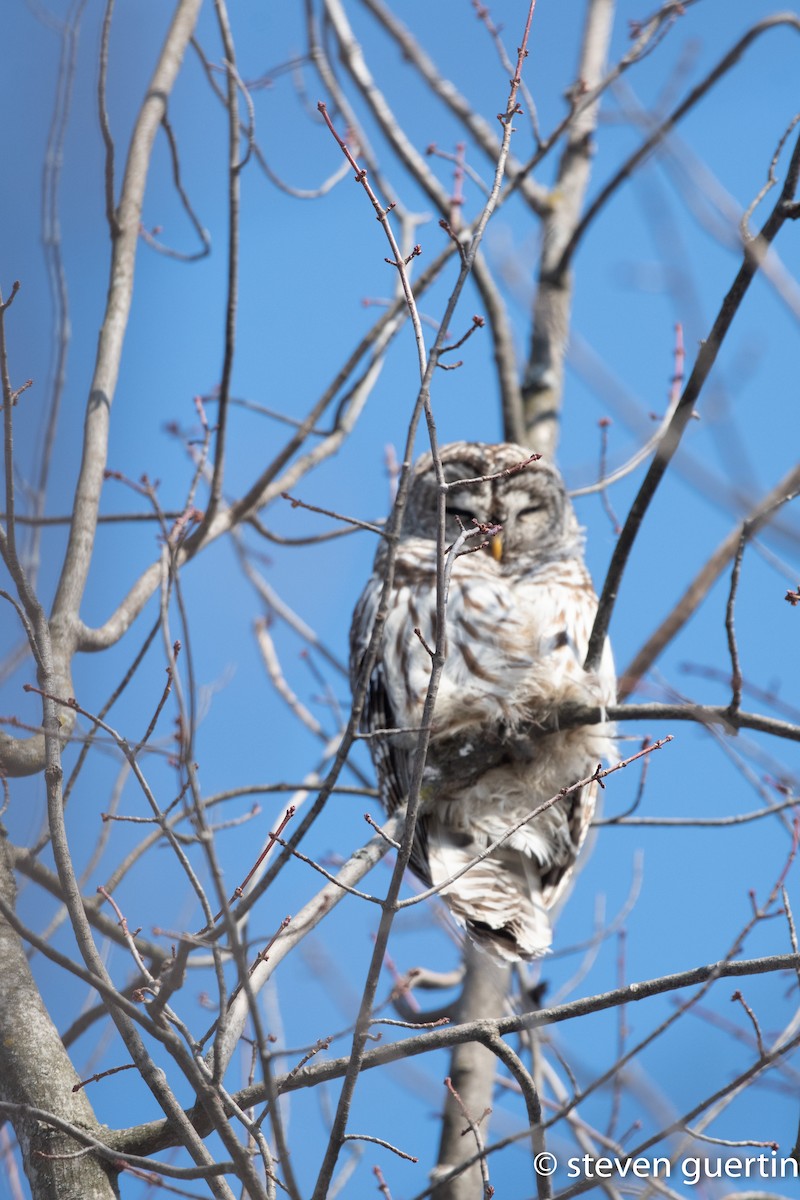 Barred Owl - ML428464261