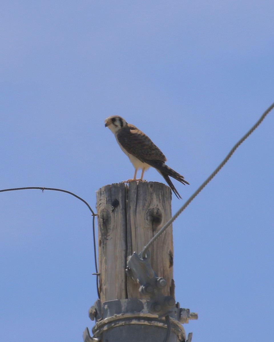 American Kestrel - Susan Maclin