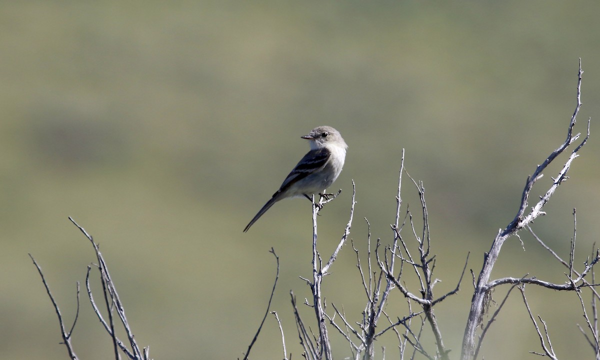 Gray Flycatcher - ML428465041