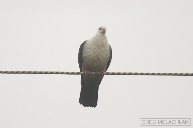 White-headed Pigeon - Greg McLachlan