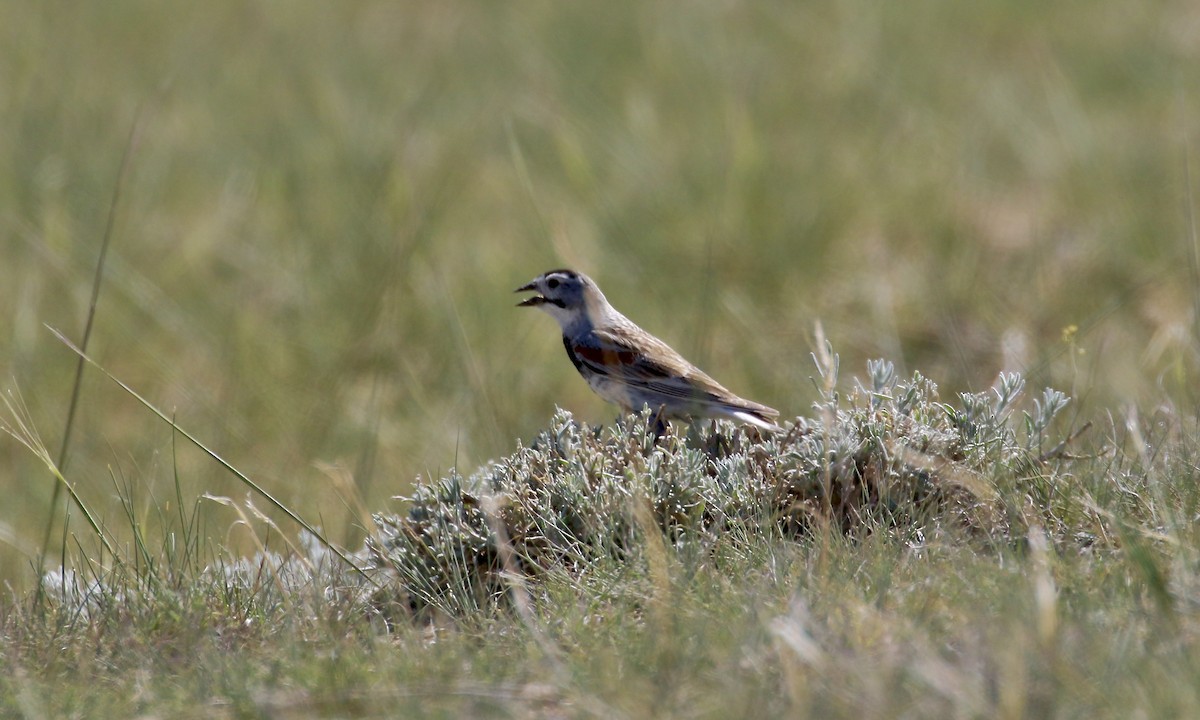 Thick-billed Longspur - Susan Maclin