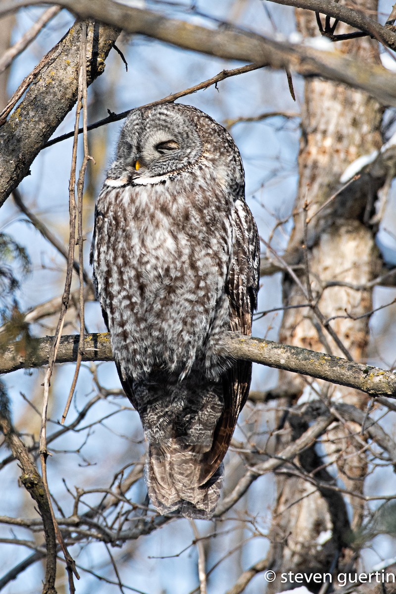 Great Gray Owl - ML428466181