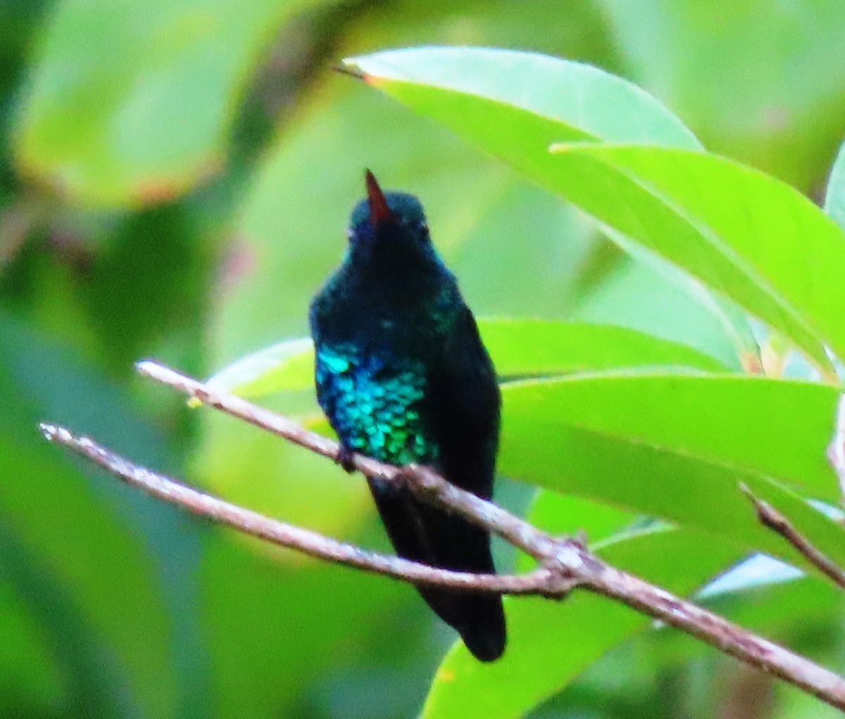 Blue-chinned Sapphire - Manuel Pérez R.