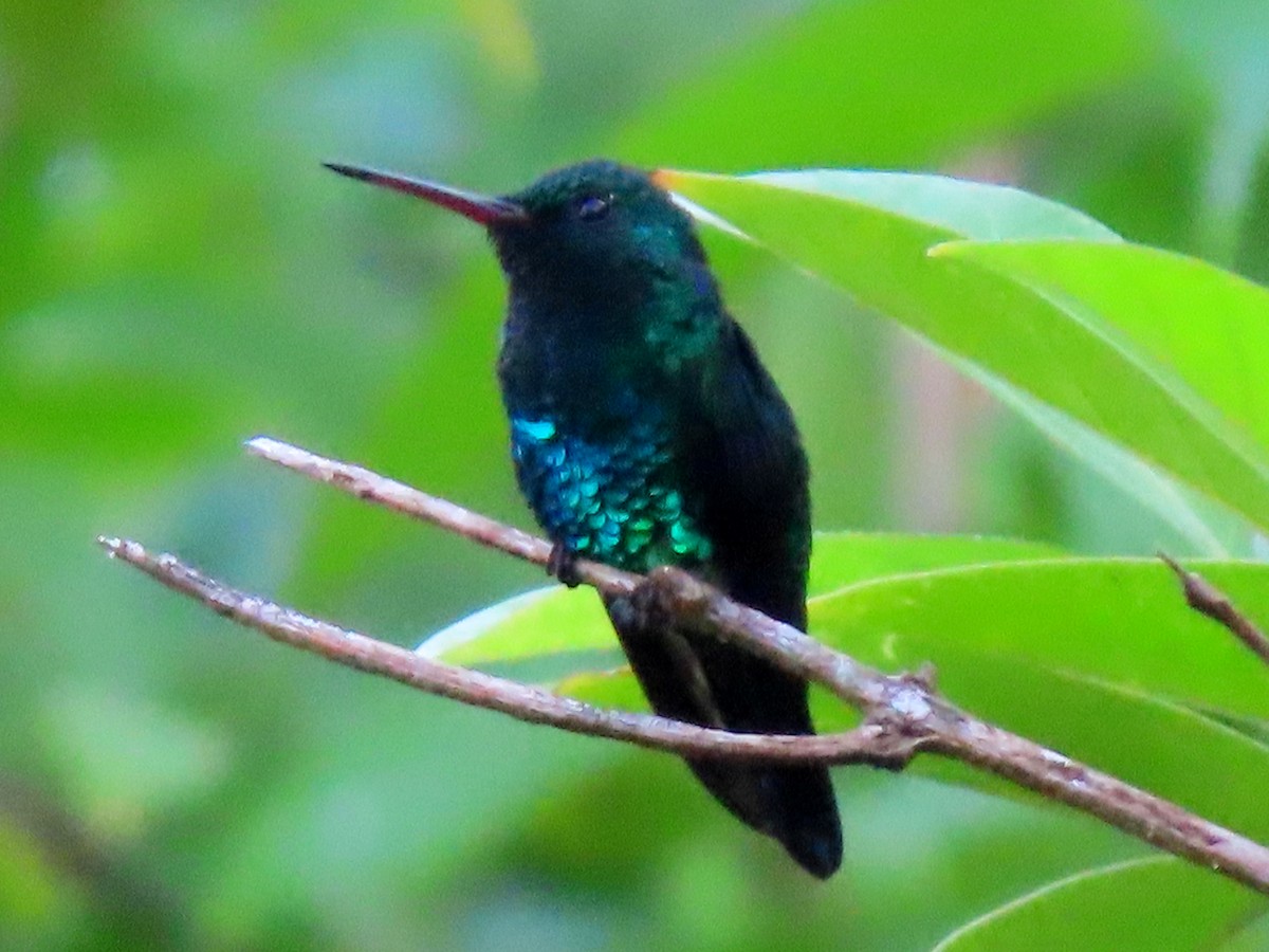 Blue-chinned Sapphire - Manuel Pérez R.