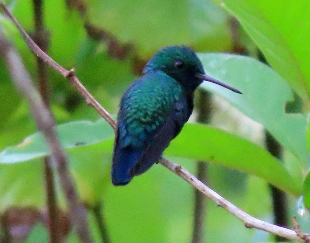 Blue-chinned Sapphire - Manuel Pérez R.