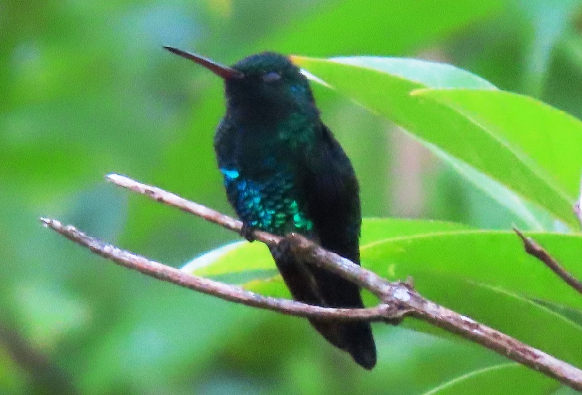 Blue-chinned Sapphire - Manuel Pérez R.