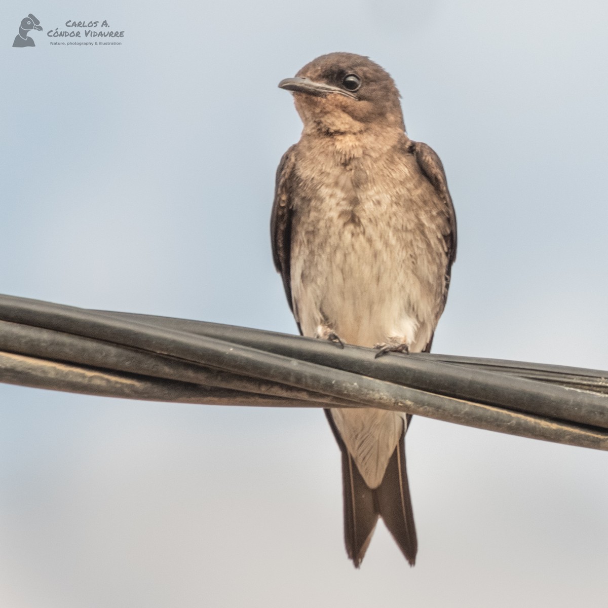 Gray-breasted Martin - ML428467561