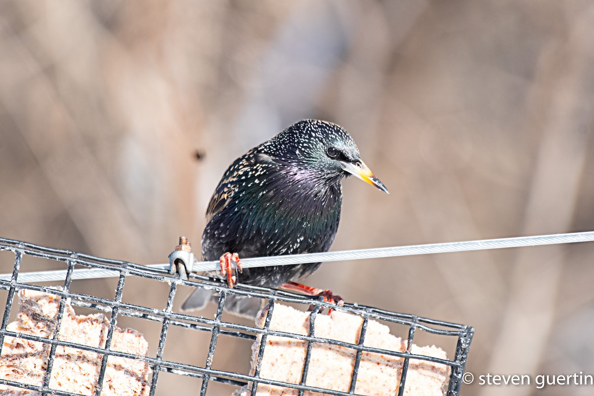 Storno - ML428467691