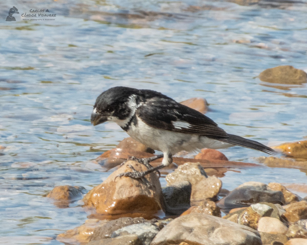 Variable Seedeater - Carlos Alberto Cóndor Vidaurre