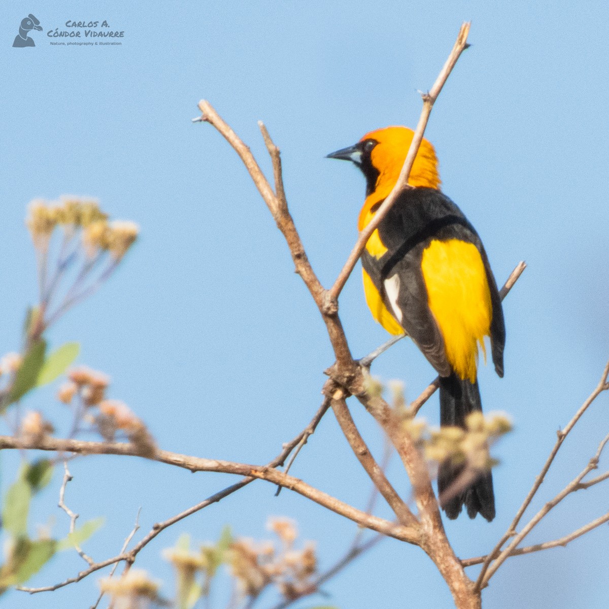 White-edged Oriole - Carlos Alberto Cóndor Vidaurre