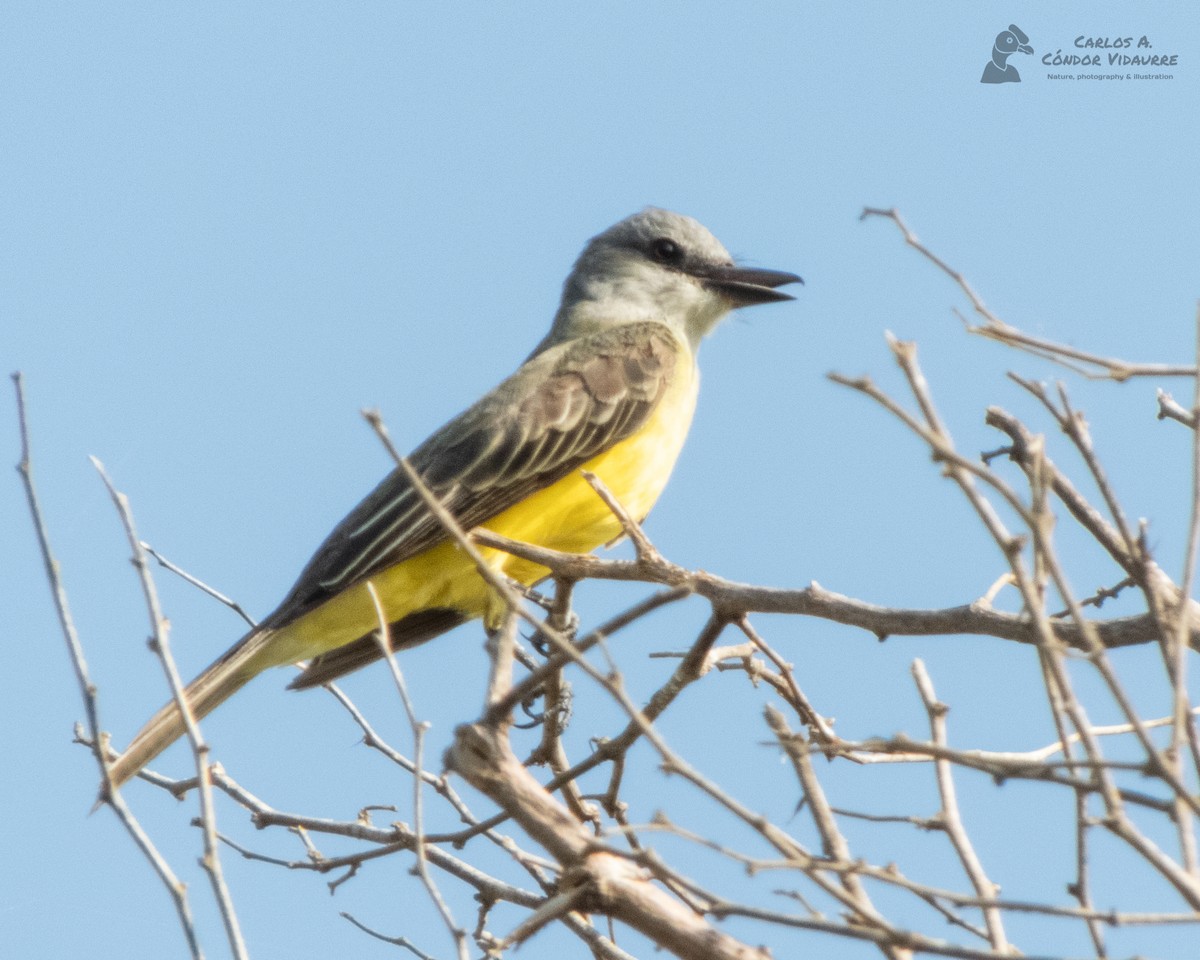 Tropical Kingbird - Carlos Alberto Cóndor Vidaurre