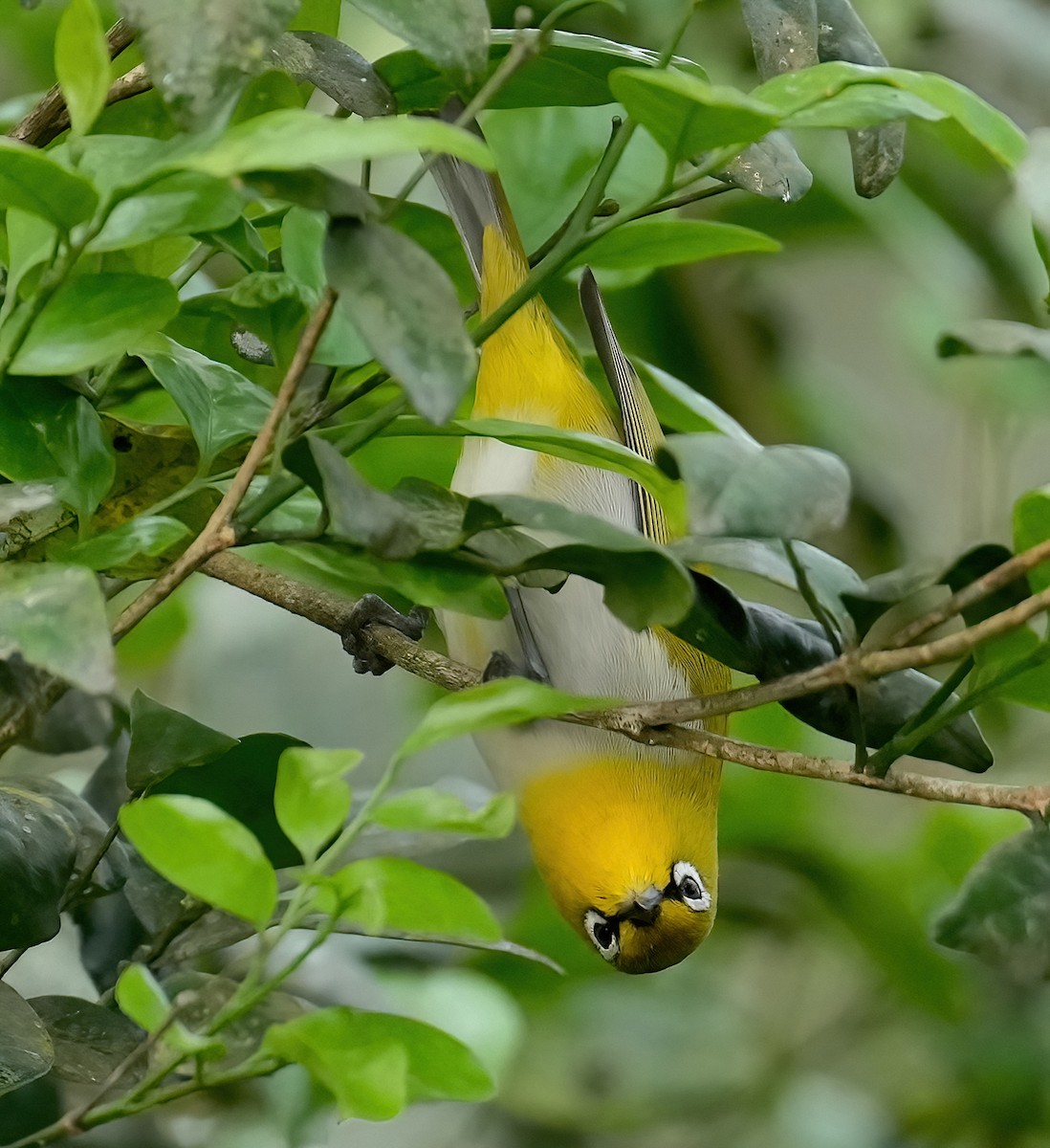 Indian White-eye - Sudip Simha