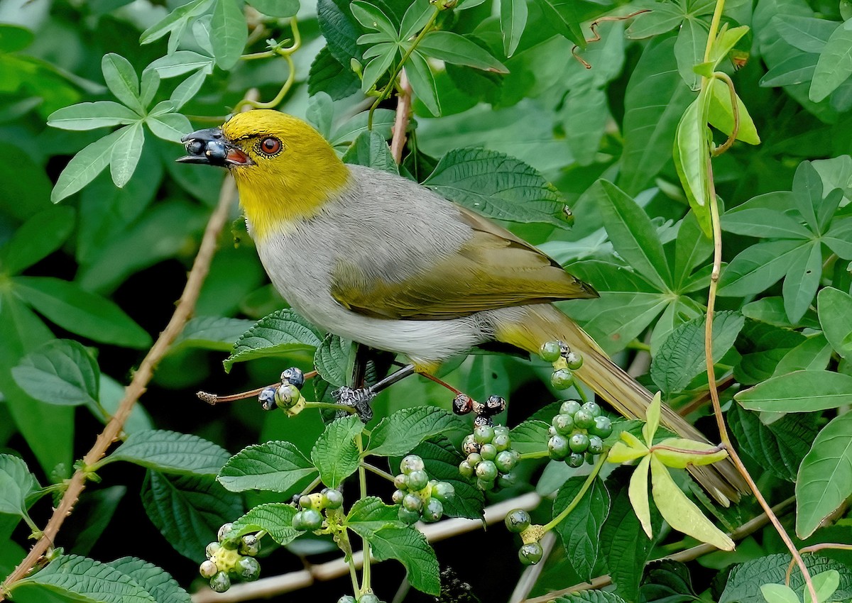 Yellow-throated Bulbul - Sudip Simha