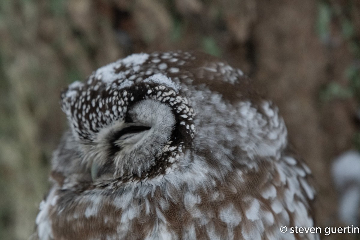 Boreal Owl - ML428468691