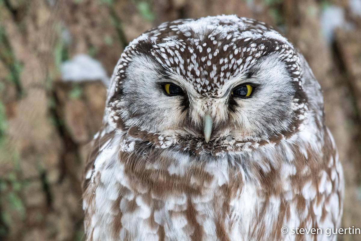 Civetta capogrosso - ML428469441