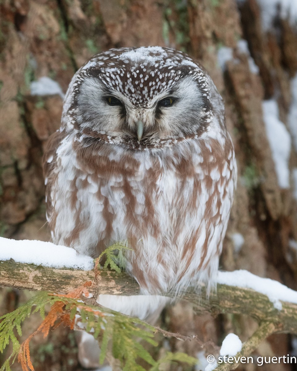 Boreal Owl - ML428469451