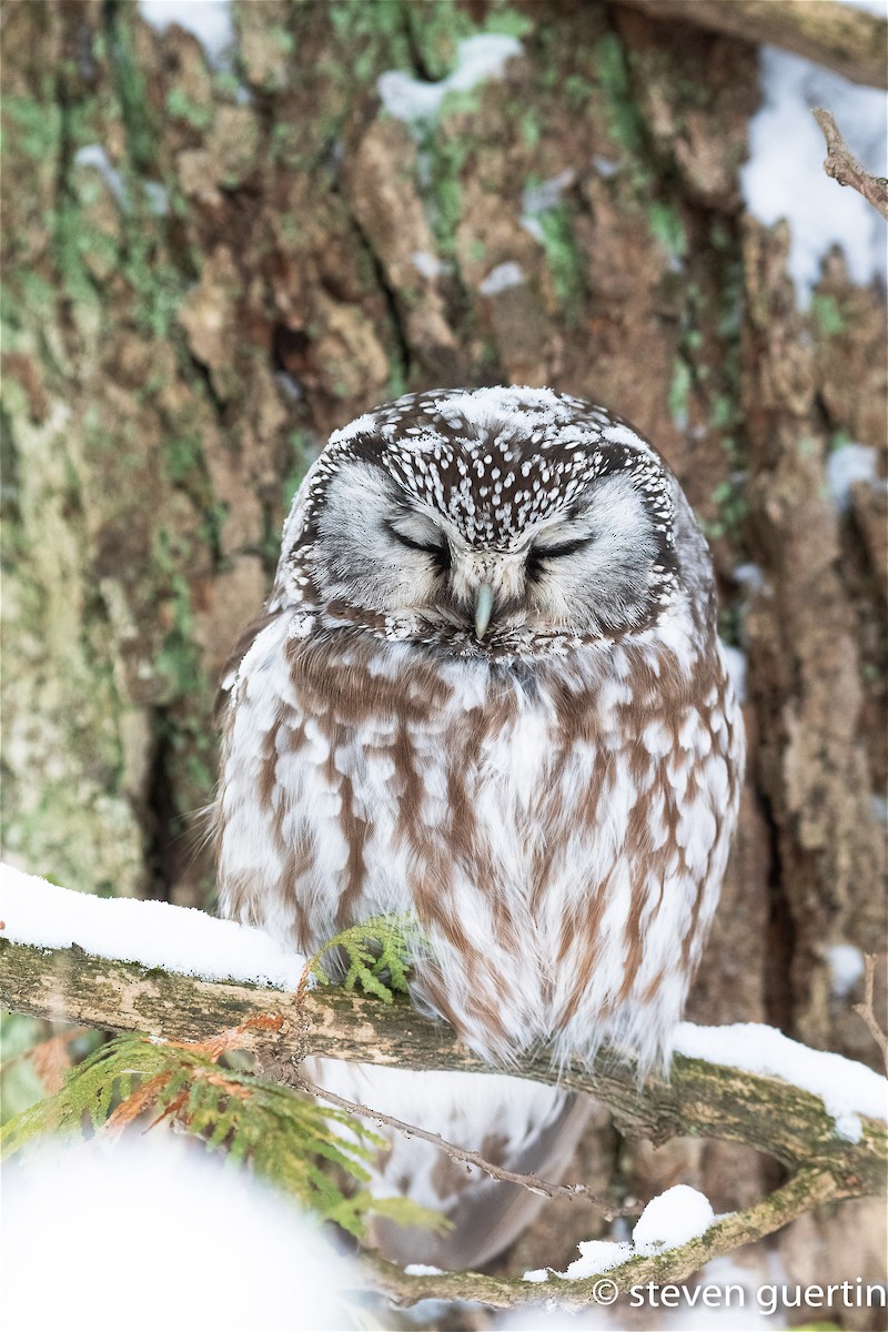 Boreal Owl - Steven Guertin