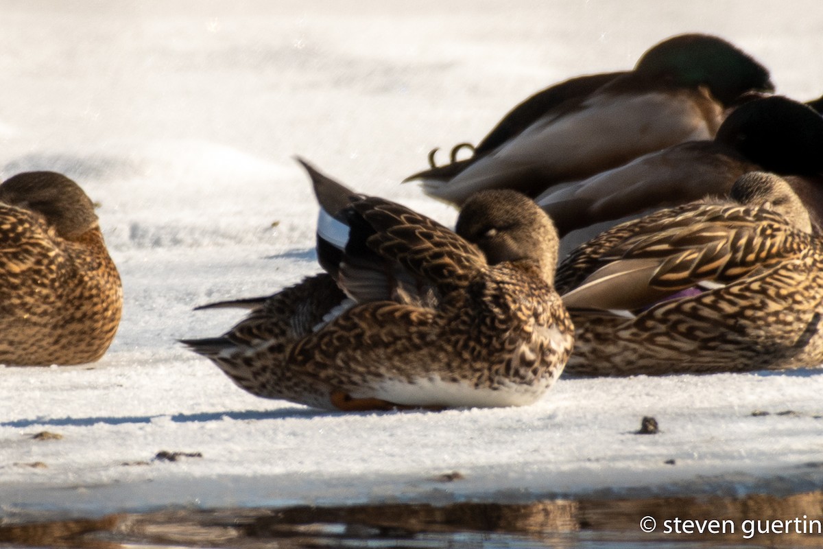 Canapiglia - ML428470031