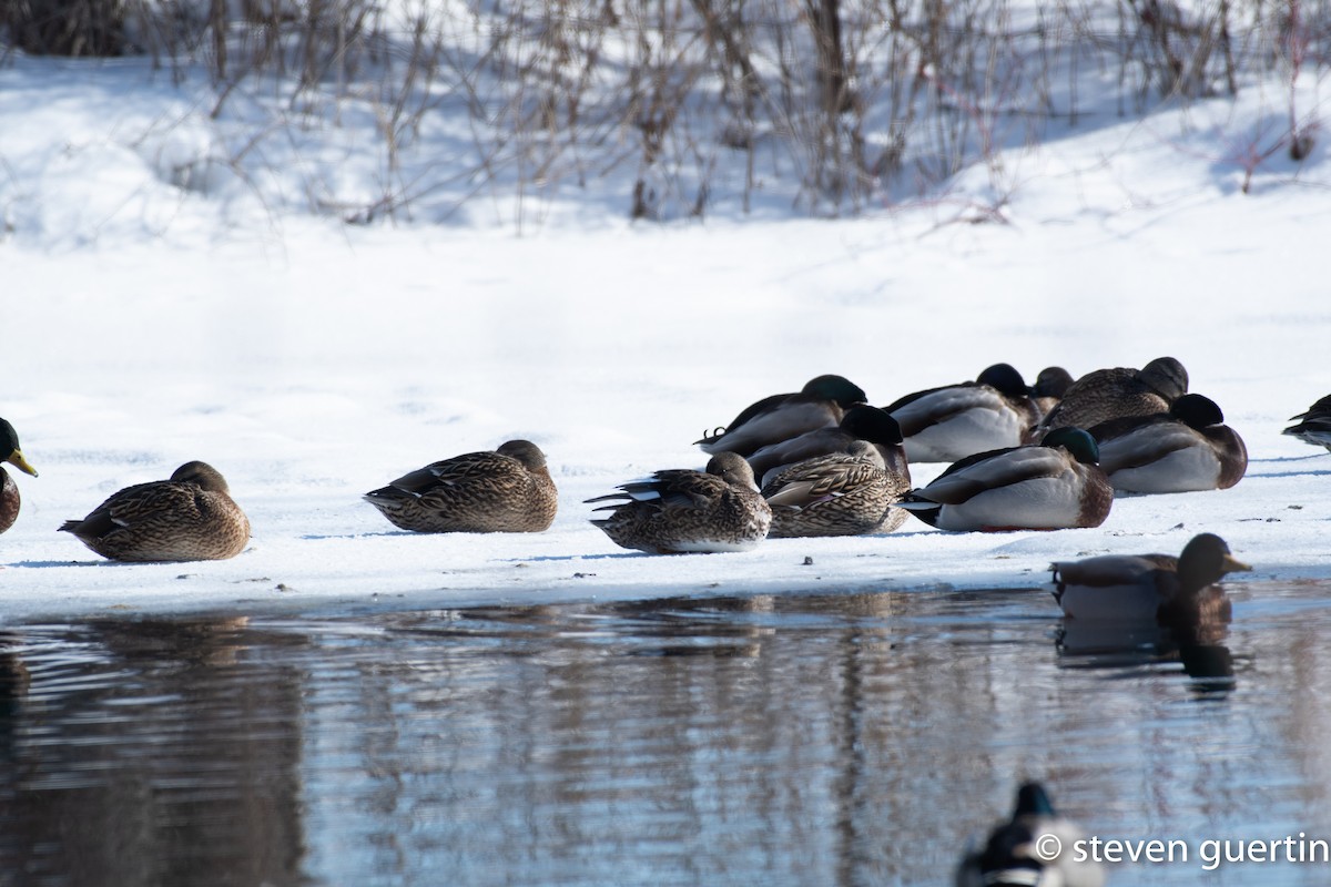 Gadwall - ML428470101