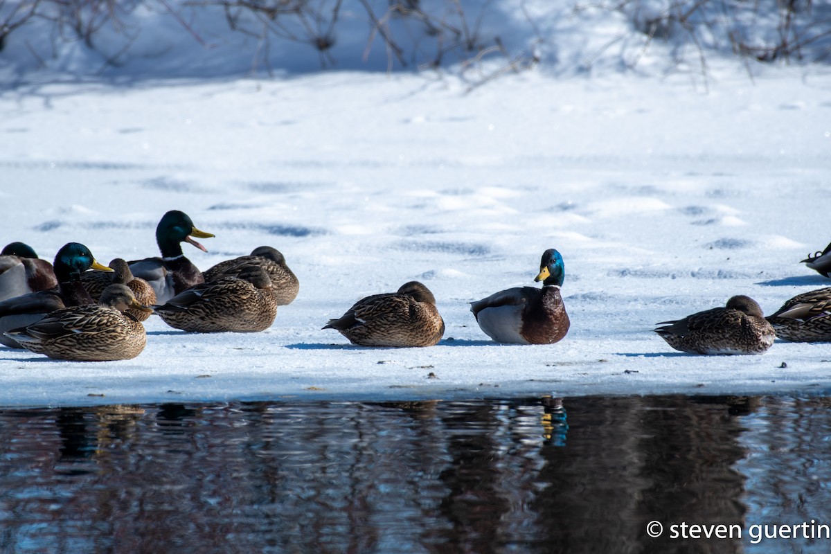 Germano reale - ML428470271