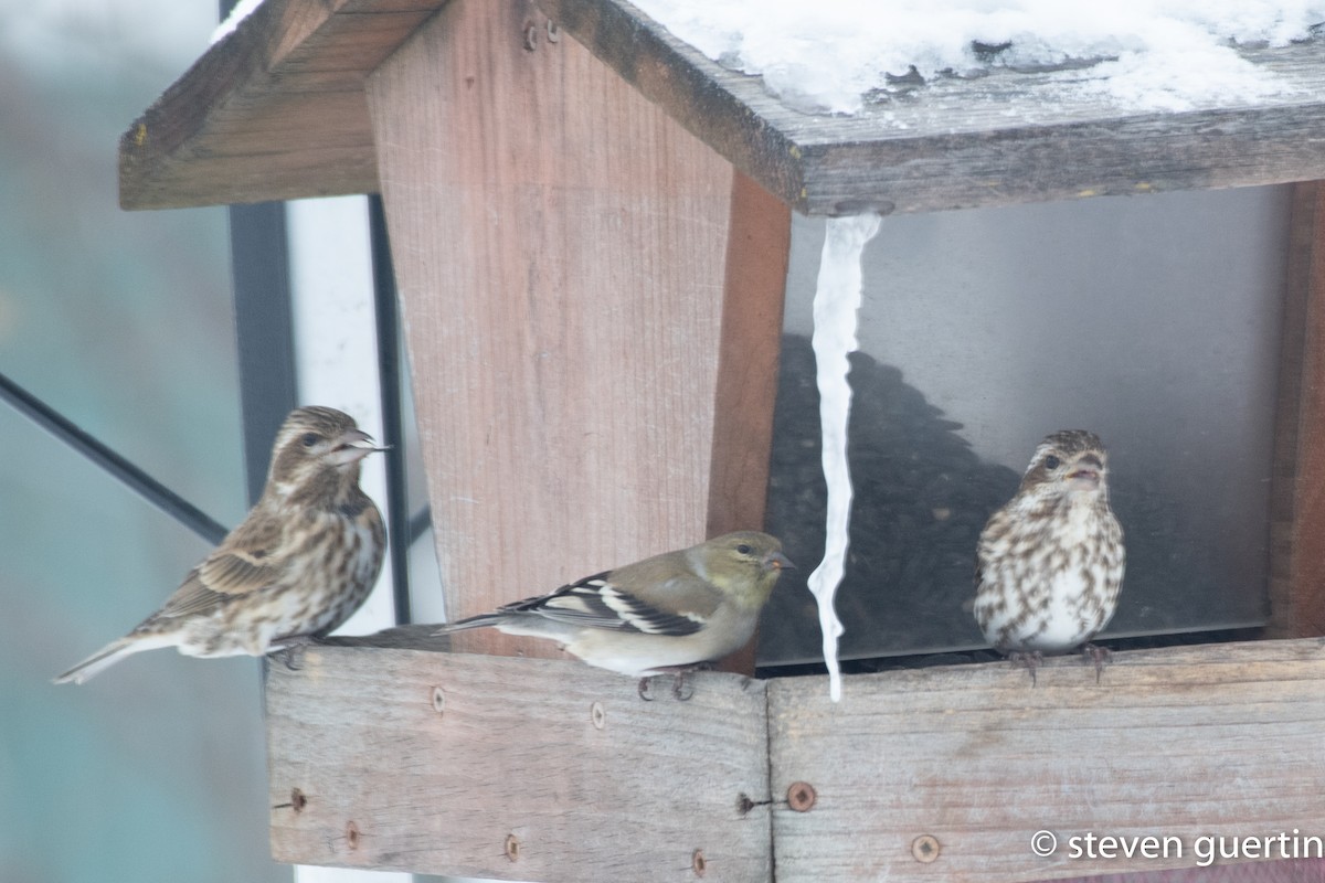 Purple Finch - ML428470531
