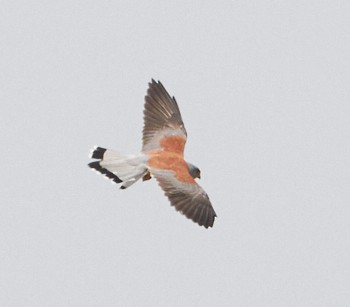 Lesser Kestrel - ML42847061