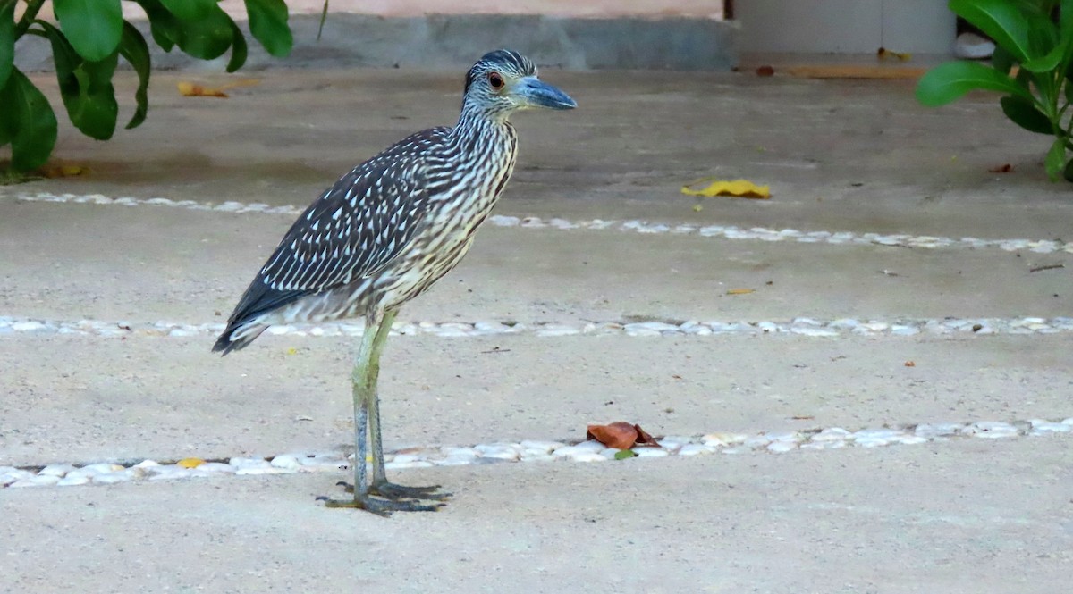 Yellow-crowned Night Heron - ML428473251