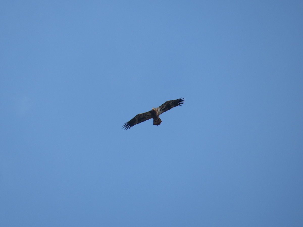 Bald Eagle - ML42847571