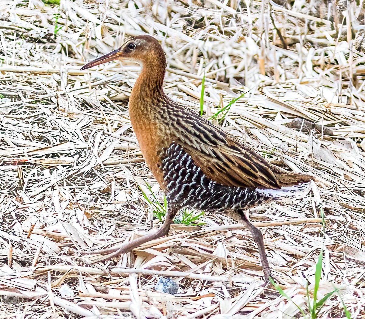 King Rail - ML428476511